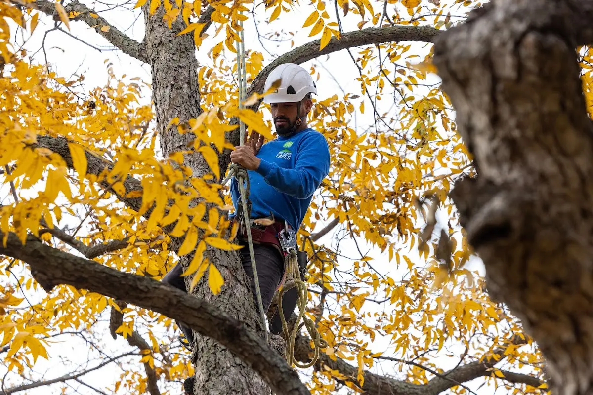 Skilled Tree Trimming crew working in Morris