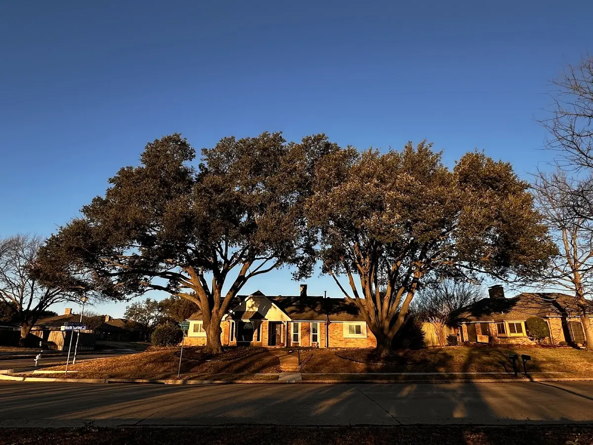 Established residential canopy tree shading a home in Morris